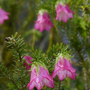 darwinia lejostyla